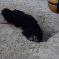 Pip in de speeltuin