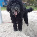 Pip in de speeltuin
