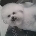 Bichon Frise