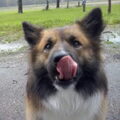 IJslandse Hond