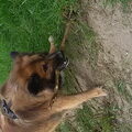 IJslandse Hond
