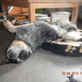 Australian Cattle Dog