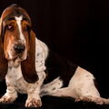 Basset Hound