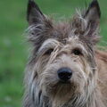 Picardische Herdershond