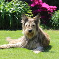 Picardische Herdershond