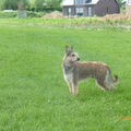 Picardische Herdershond