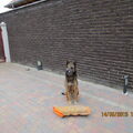 Belgische Herdershond, Mechelse