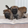 Dutchlove Cairnterriers