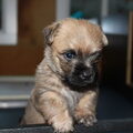Dutchlove Cairnterriers