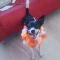 Boerenfox