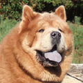 Chow chow
