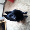 Schipperke