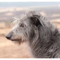 Deerhound