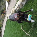 Boxer