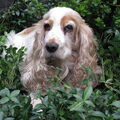Engelse Cocker Spaniel