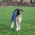 Riesenschnauzer, peper en zout