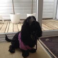 Engelse Cocker Spaniel