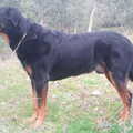 Beauceron