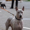 Thai Ridgeback