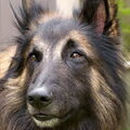 Tervuerense Herder