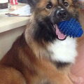 IJslandse Hond