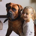 Boerboel