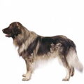 Sarplaninac
