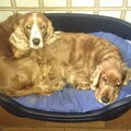 Engelse Cocker Spaniel