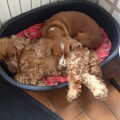 Engelse Cocker Spaniel