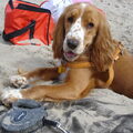 Engelse Cocker Spaniel
