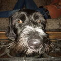 Duitse Staande Hond, Draadhaar