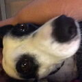 Jack Russell Terrier
