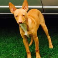 Podenco Andaluz
