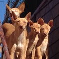 Podenco Andaluz