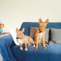 Podenco Andaluz