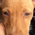 Podenco Andaluz