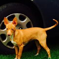 Podenco Andaluz