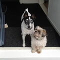Foxterrier, gladhaar