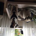 Foxterrier, gladhaar