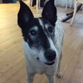 Foxterrier, gladhaar