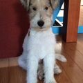 Foxterrier, draadhaar