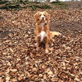 Nova Scotia Duck Tolling Retriever
