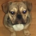 Franse Bulldog