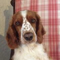 Welsh Springer Spaniel