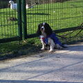 Cavalier King Charles Spaniel