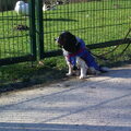 Cavalier King Charles Spaniel
