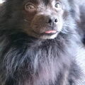 Dwergkeeshond