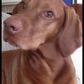Vizsla Korthaar