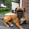 Boxer