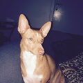 Podenco Andaluz